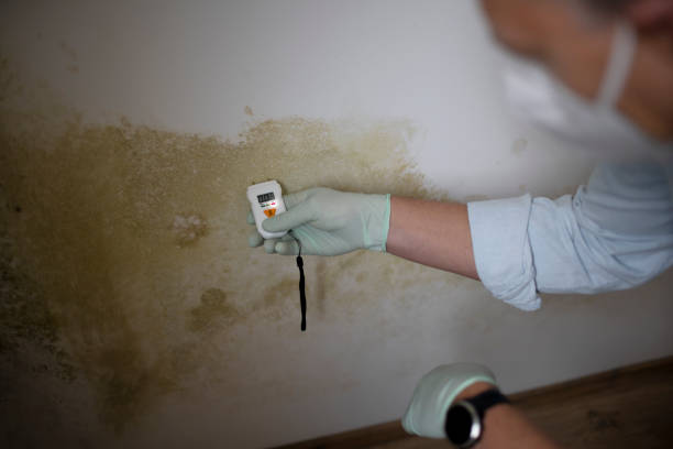 Home Mold Removal in Dayton, TN